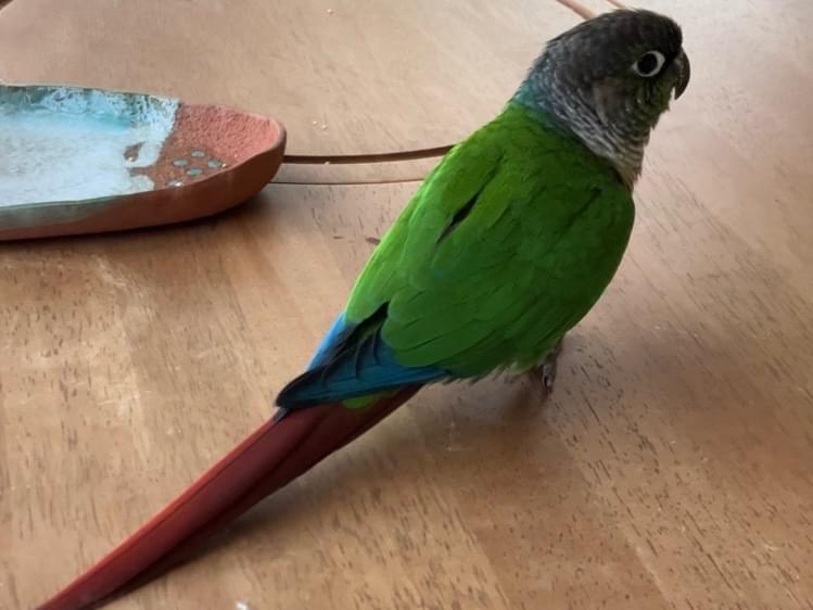 保護された鳥 保護された鳥