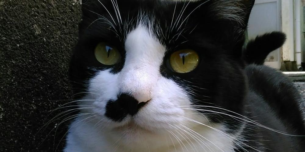 白黒ハチワレの猫を探しています
