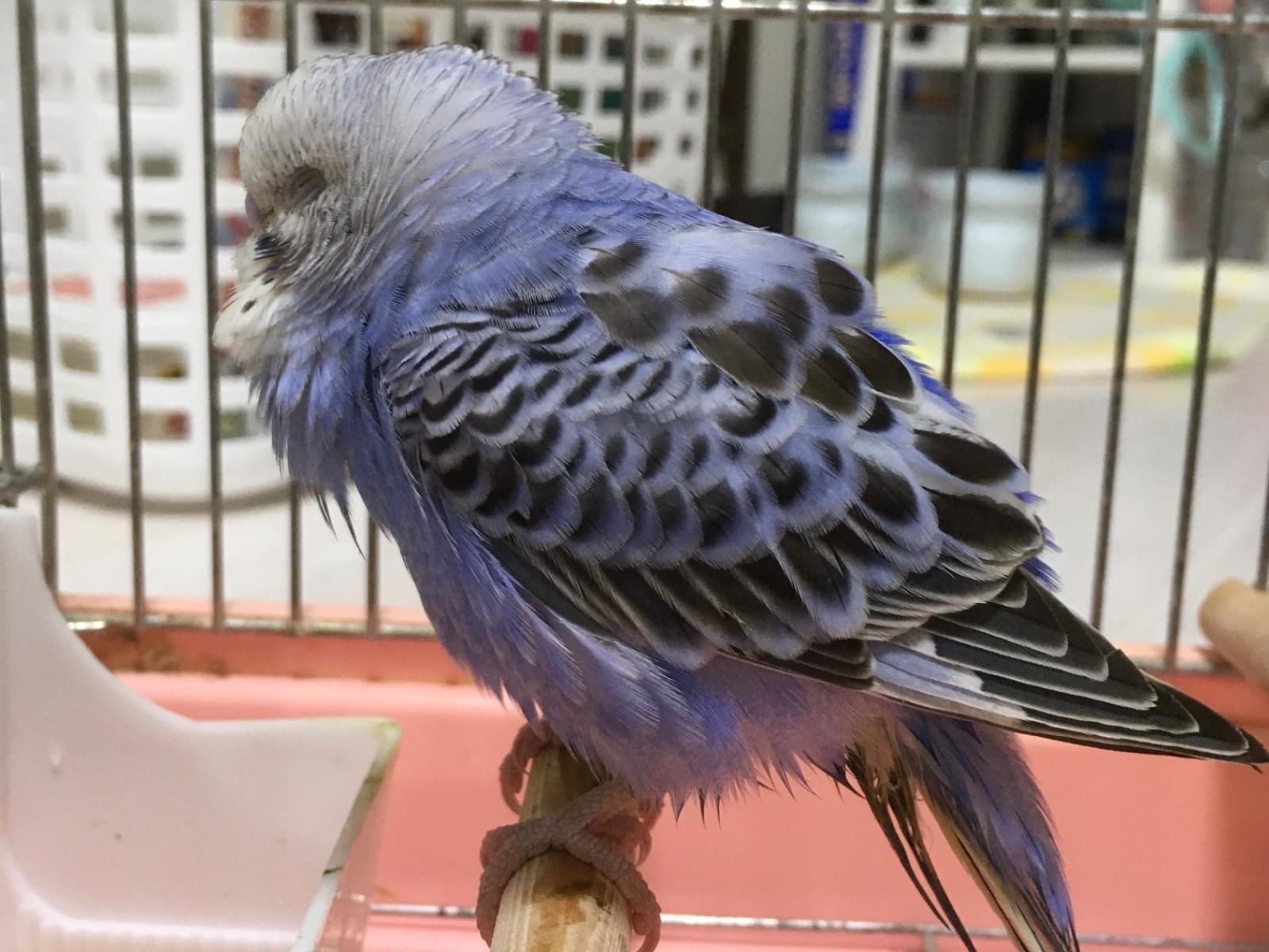 保護された鳥 保護された鳥