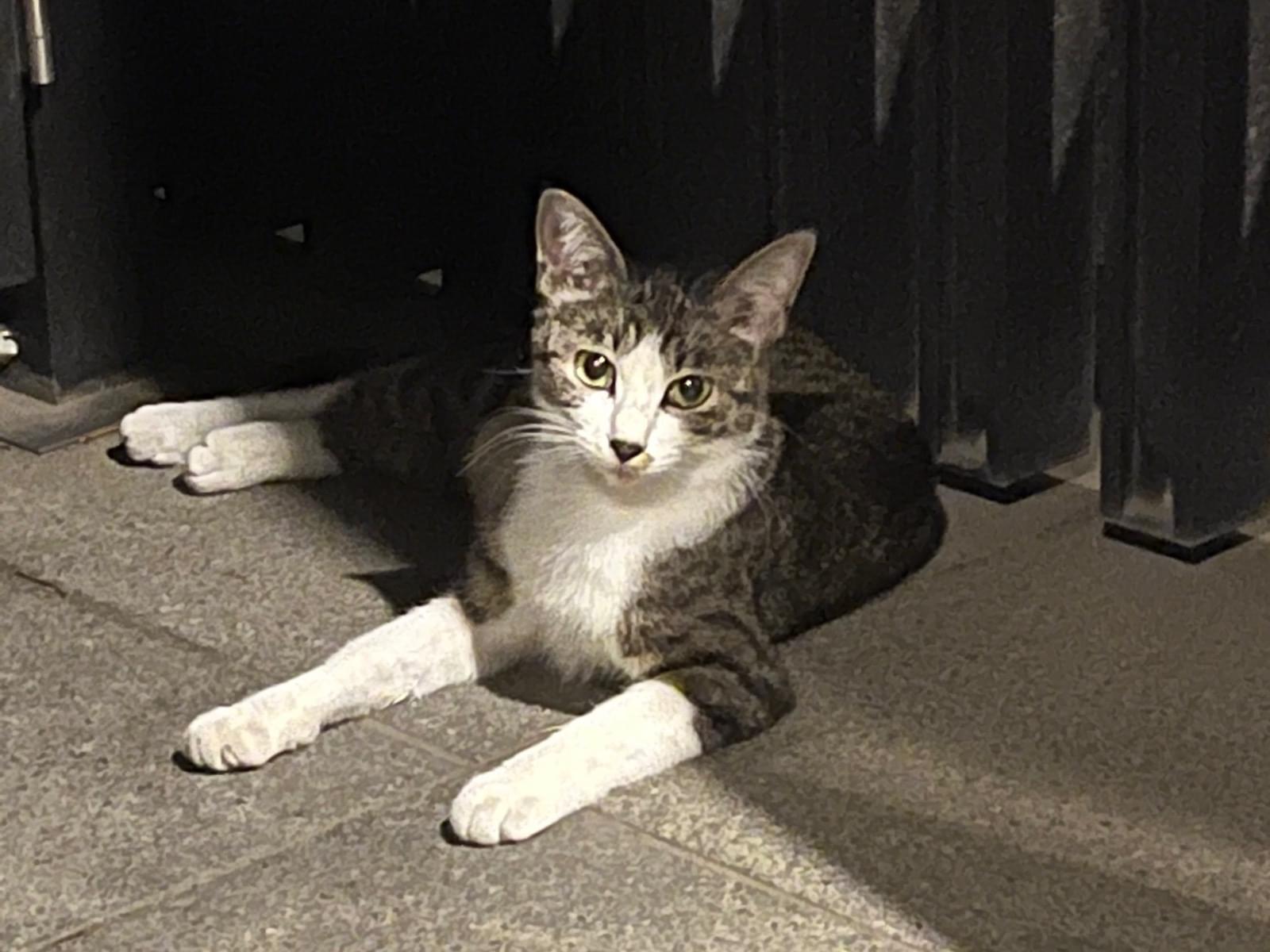 目撃された猫 目撃された猫