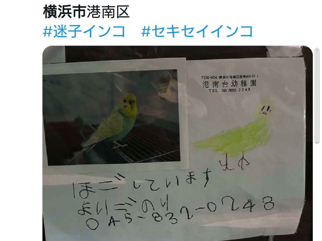 目撃された鳥 目撃された鳥