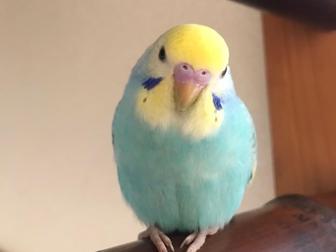 らむねちゃん らむねちゃん