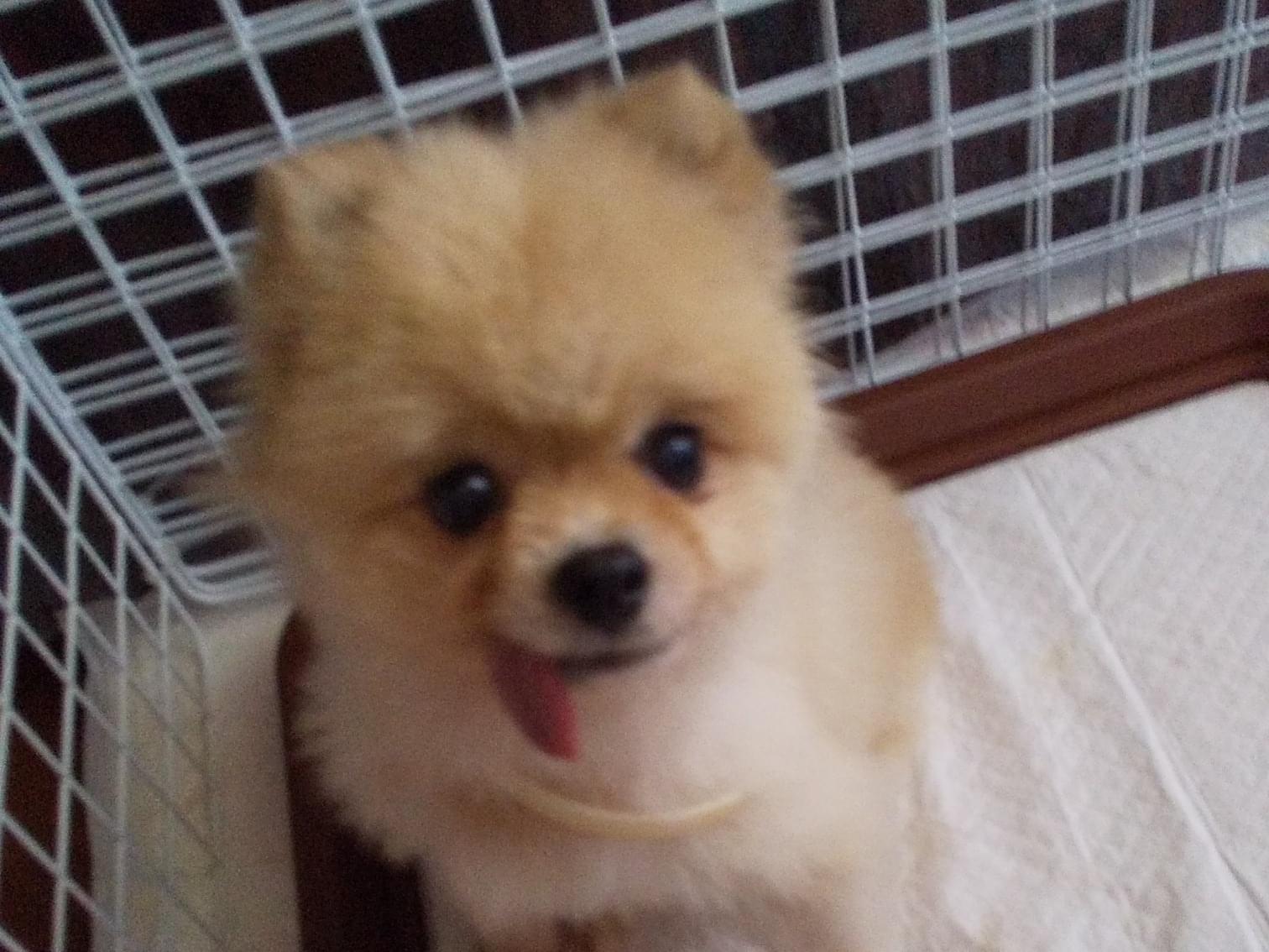 保護された犬 保護された犬