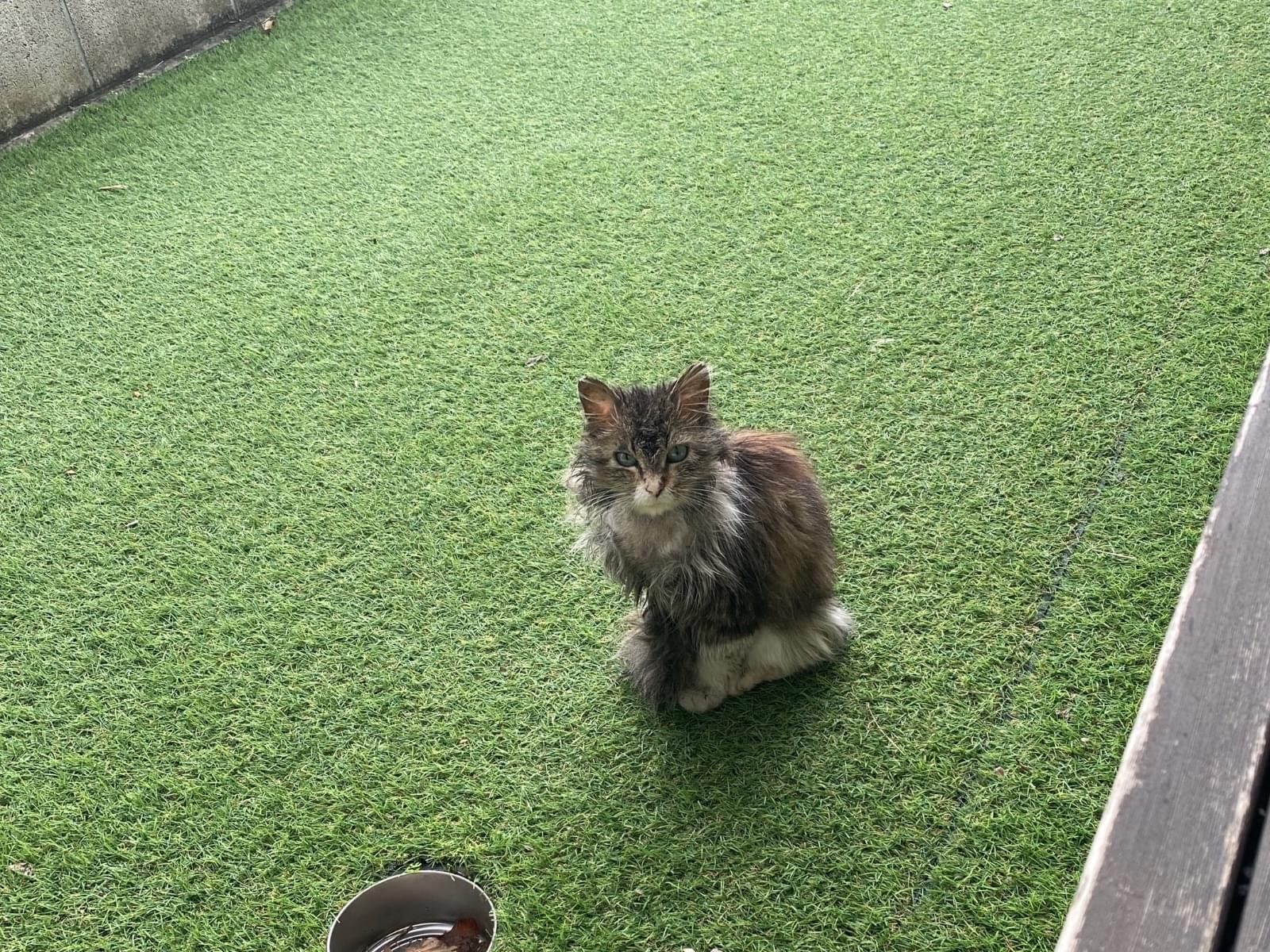 目撃された猫