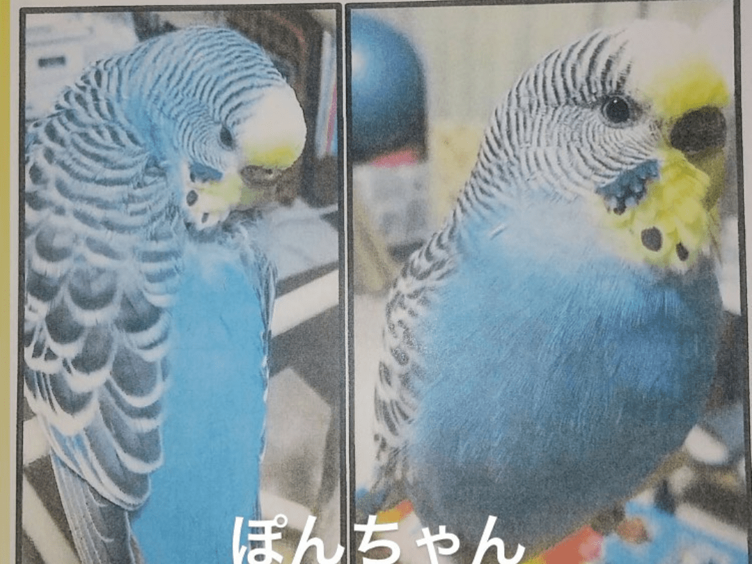 ポンちゃん ポンちゃん