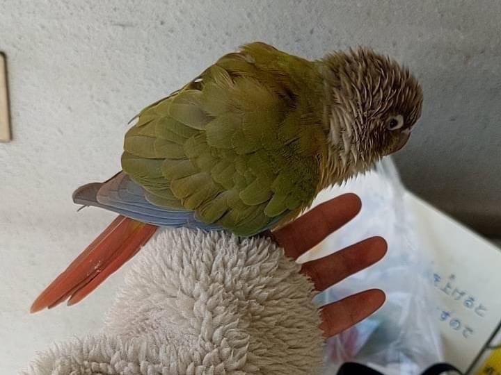 保護された鳥 保護された鳥