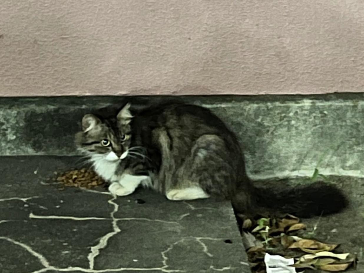 目撃された猫 目撃された猫