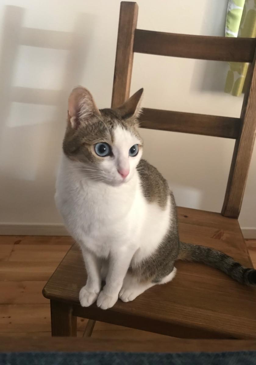 奈良県葛城市 青い目のキジ白 猫探してます