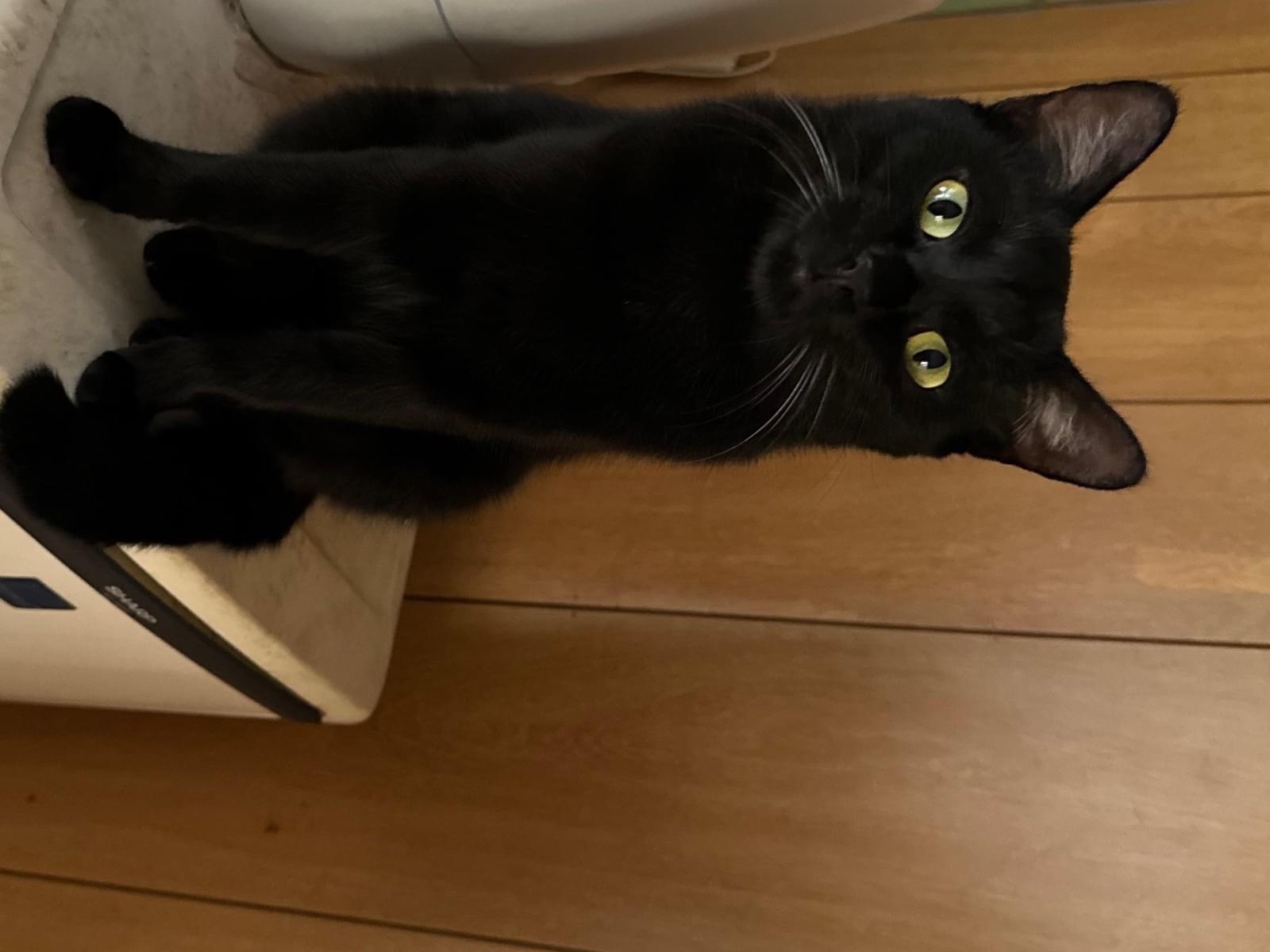 ジジちゃん ジジちゃん