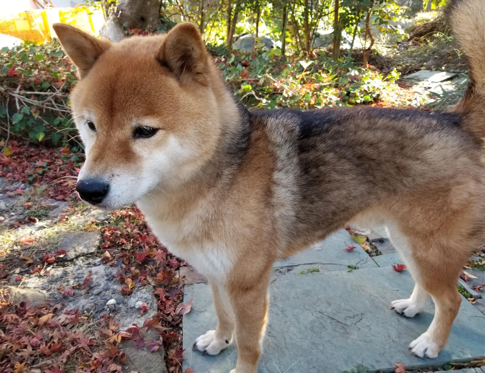 茶色で黒毛が混じった柴犬を探しています