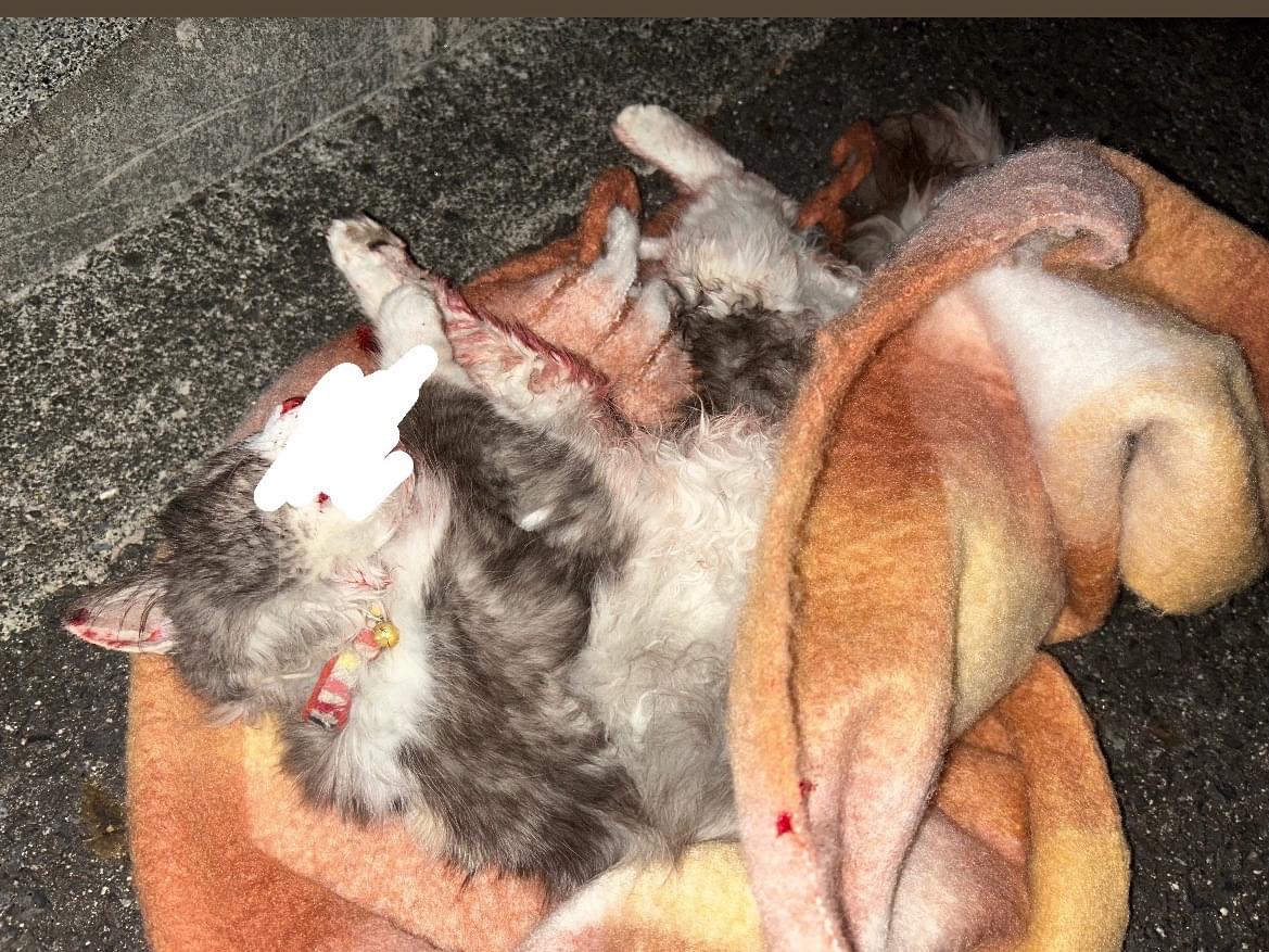 保護された猫 保護された猫