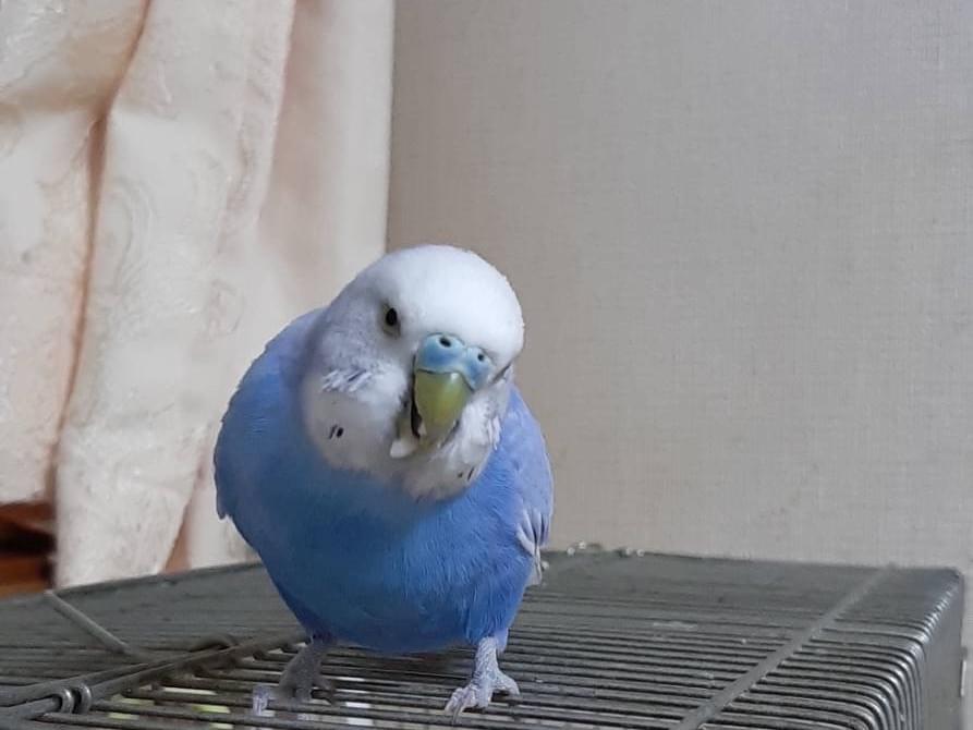 ぴーちゃん ぴーちゃん
