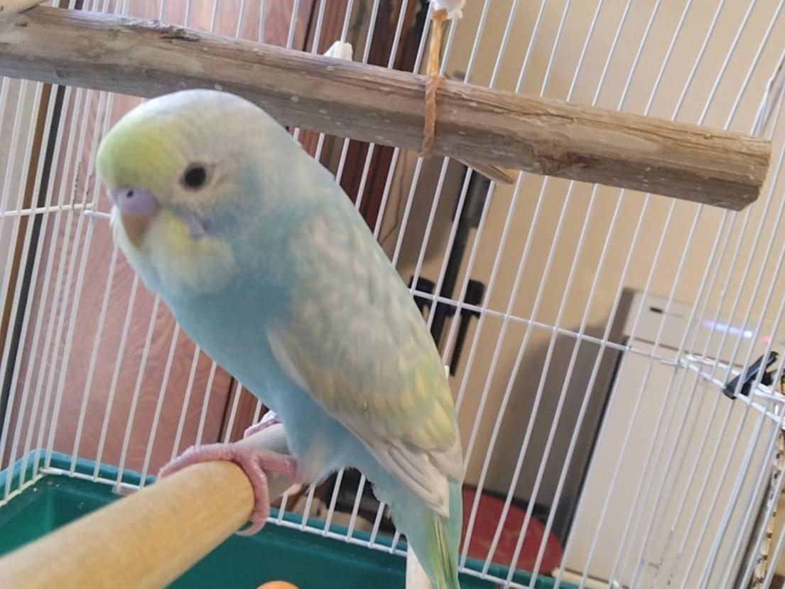 クウちゃん クウちゃん
