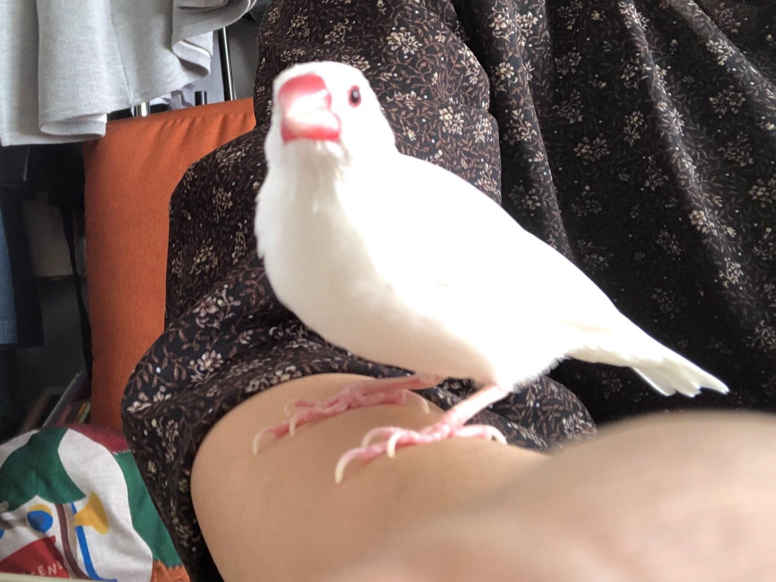 たんちゃんちゃん たんちゃんちゃん