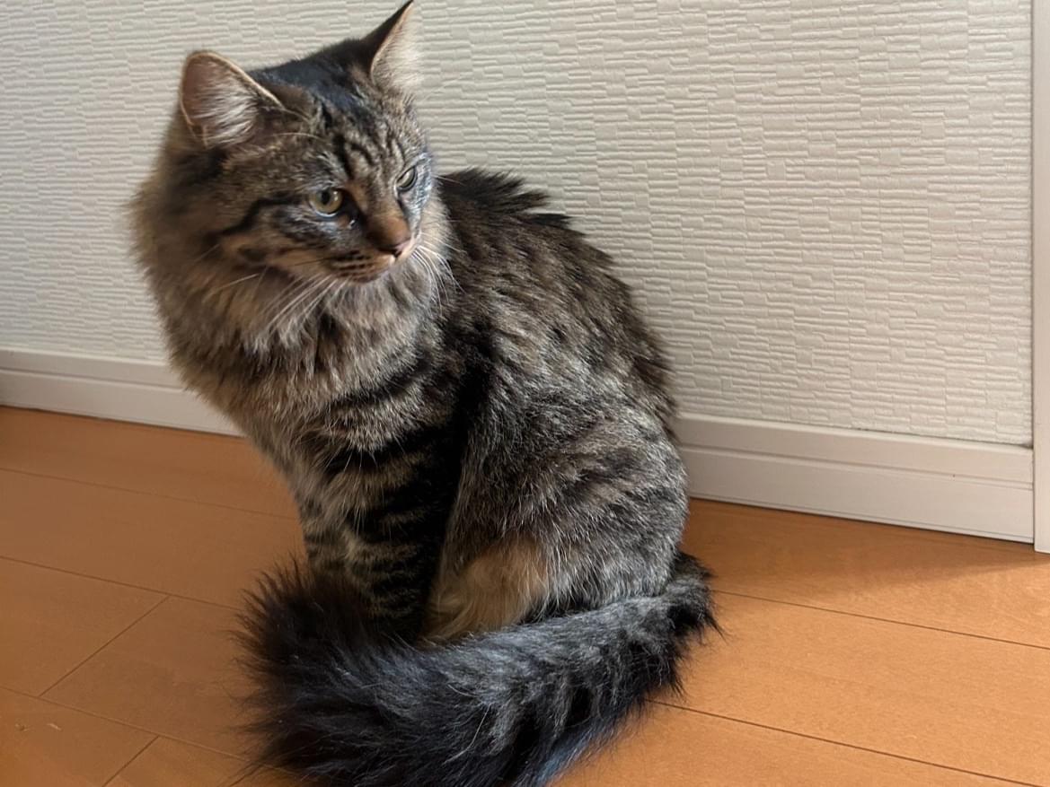 チビクロちゃん チビクロちゃん