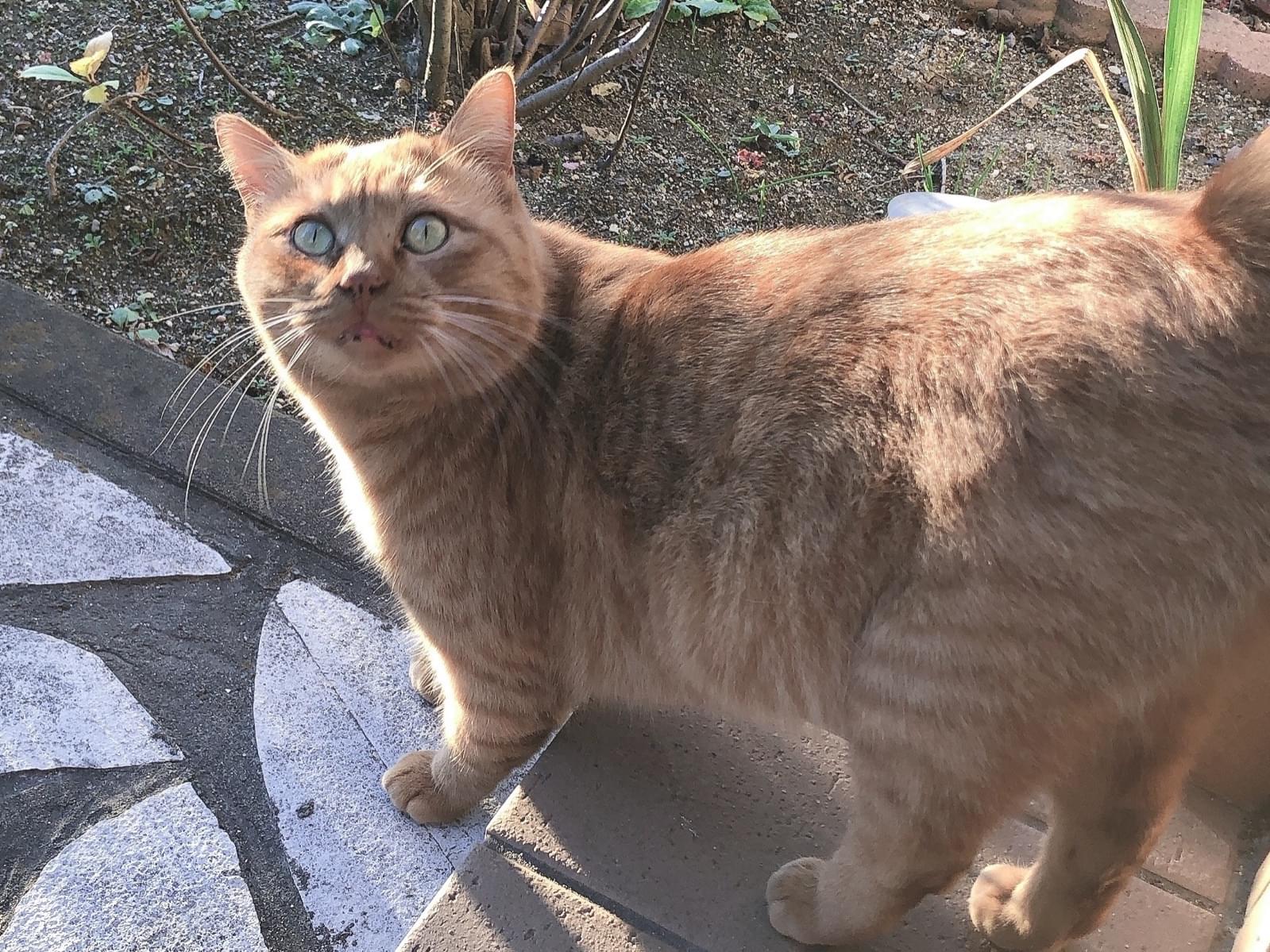 目撃された猫 目撃された猫