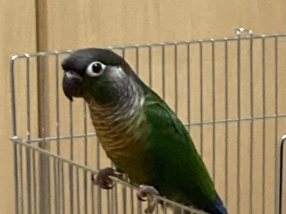 保護された鳥 保護された鳥