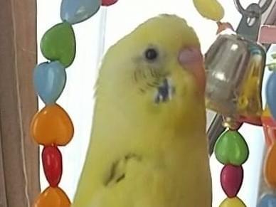 ポポちゃん ポポちゃん
