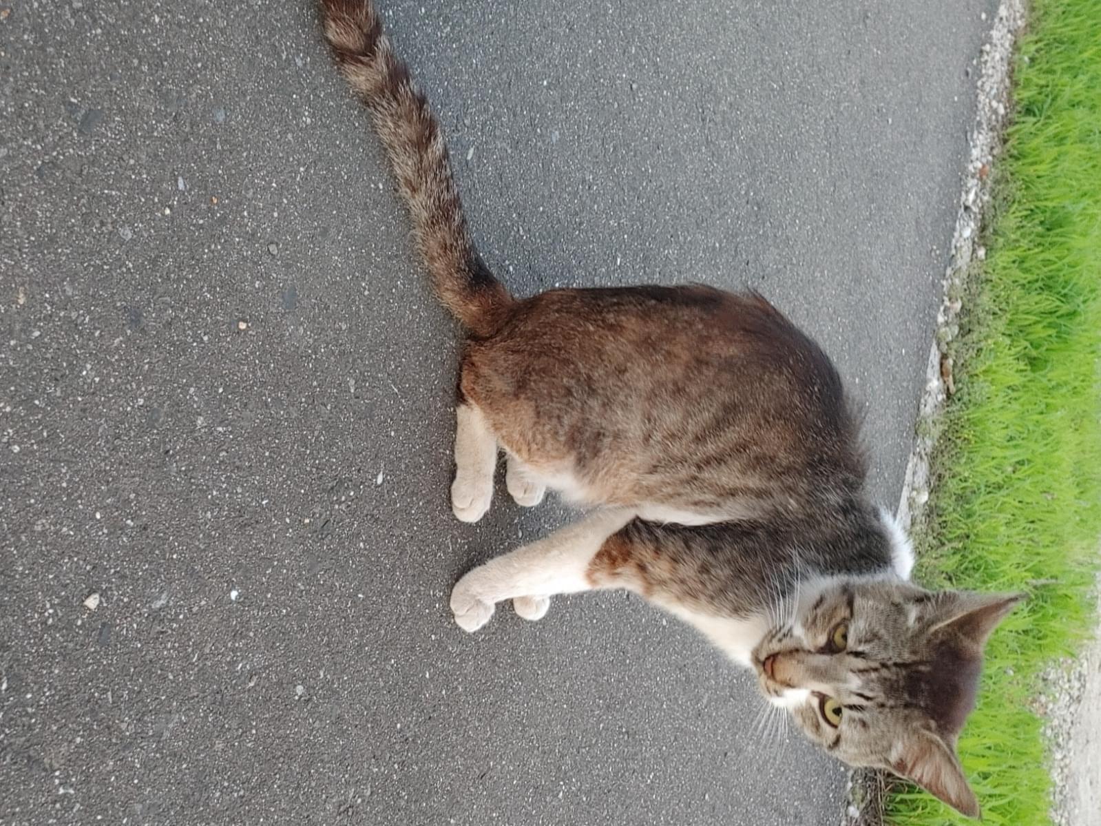 目撃された猫 目撃された猫