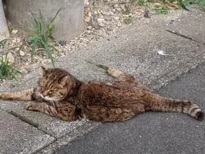 迷子猫 首輪あり かなり痩せています