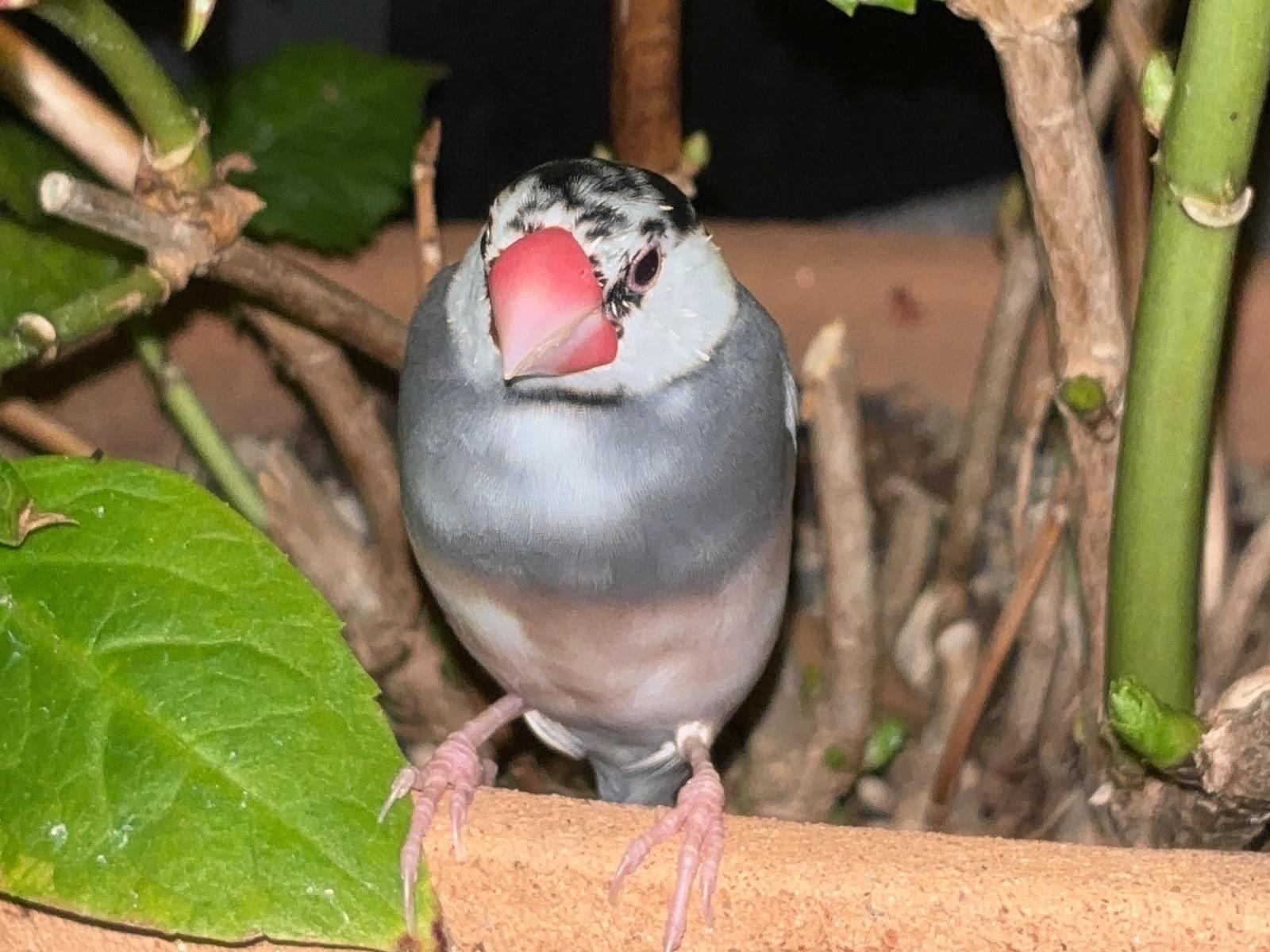 保護された鳥 保護された鳥