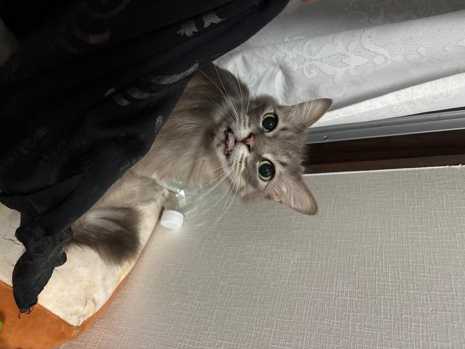 ラブちゃん ラブちゃん