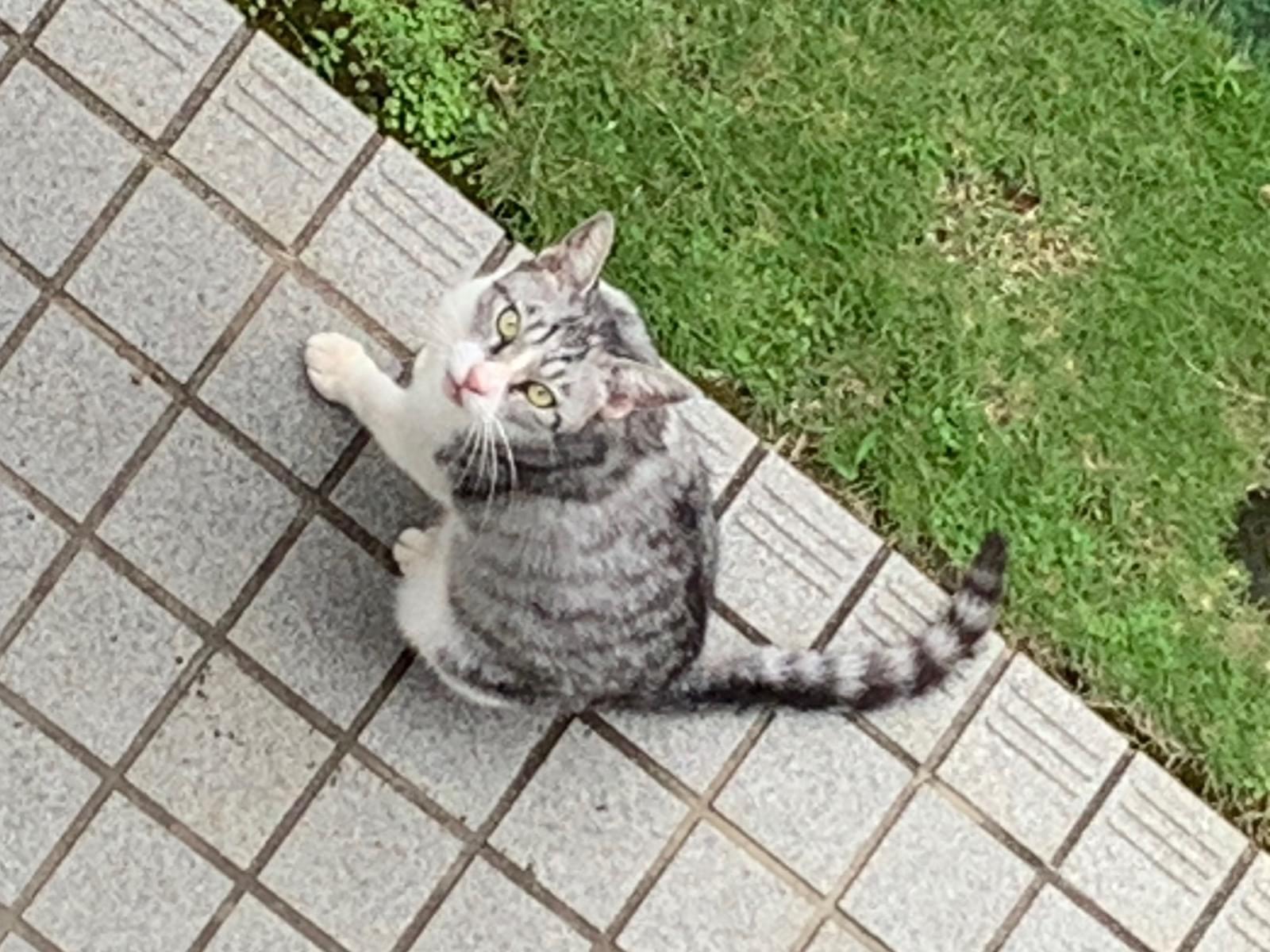保護された猫 保護された猫