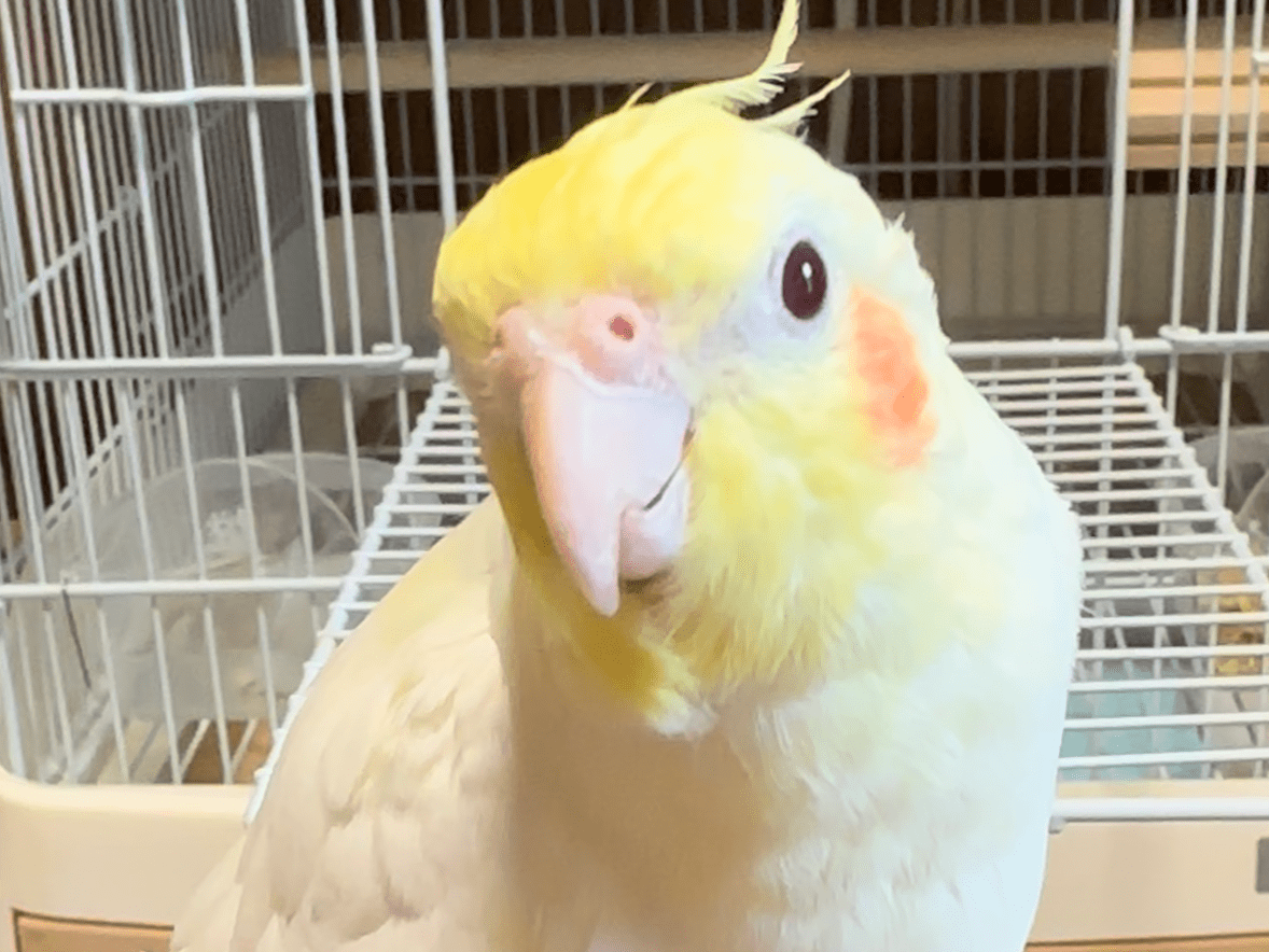 あおいちゃん あおいちゃん