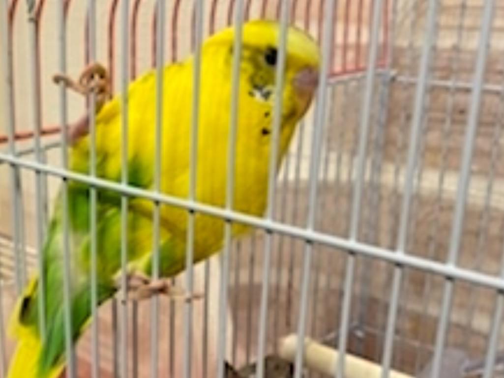 ぴーちゃん ぴーちゃん