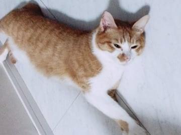 おかかちゃん おかかちゃん