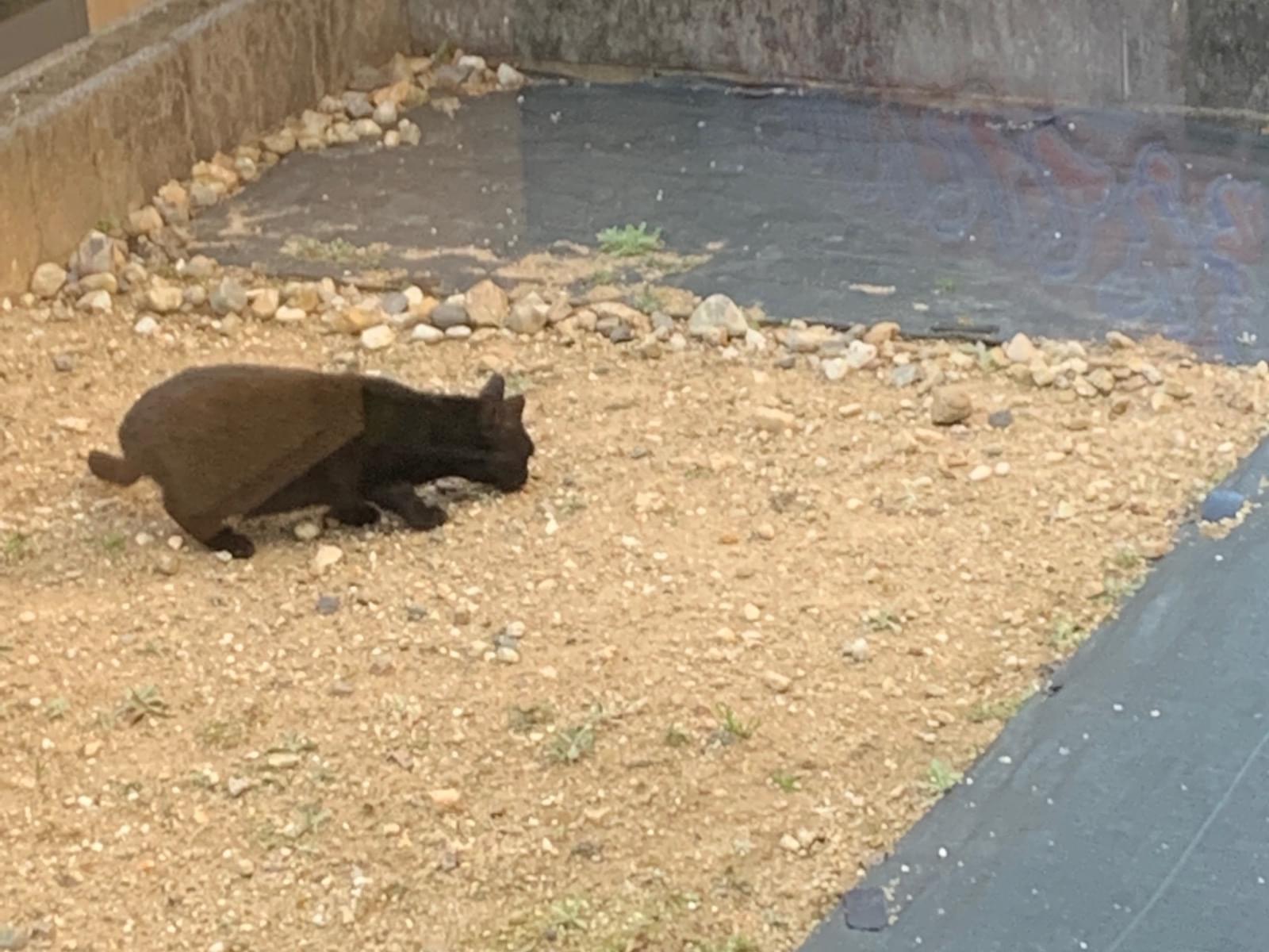 目撃された猫 目撃された猫