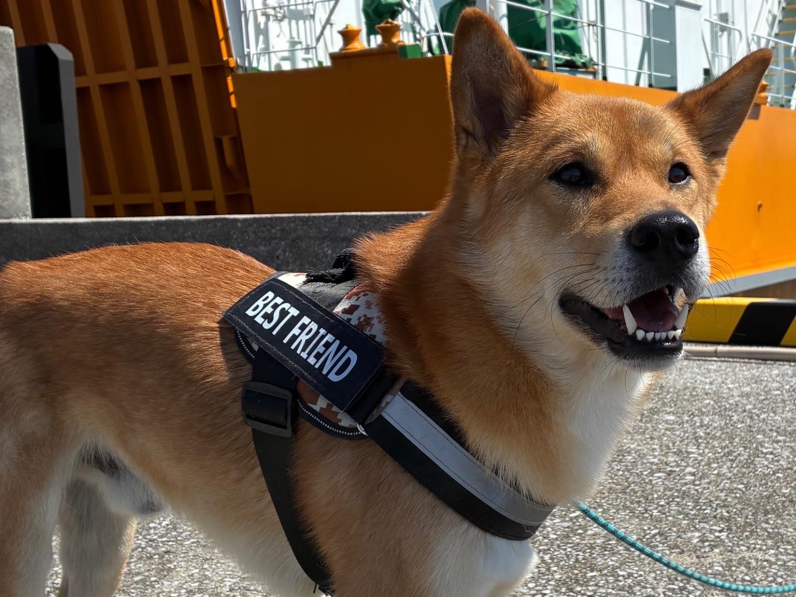コムギ