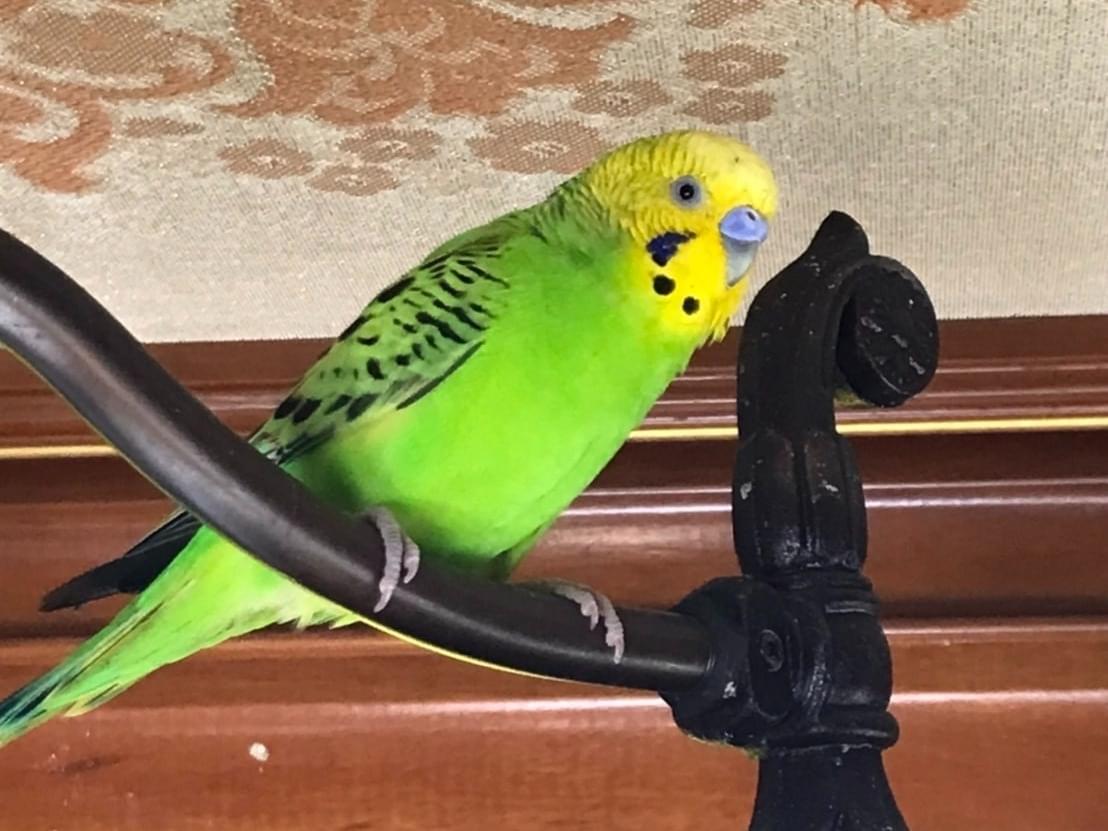 保護された鳥 保護された鳥