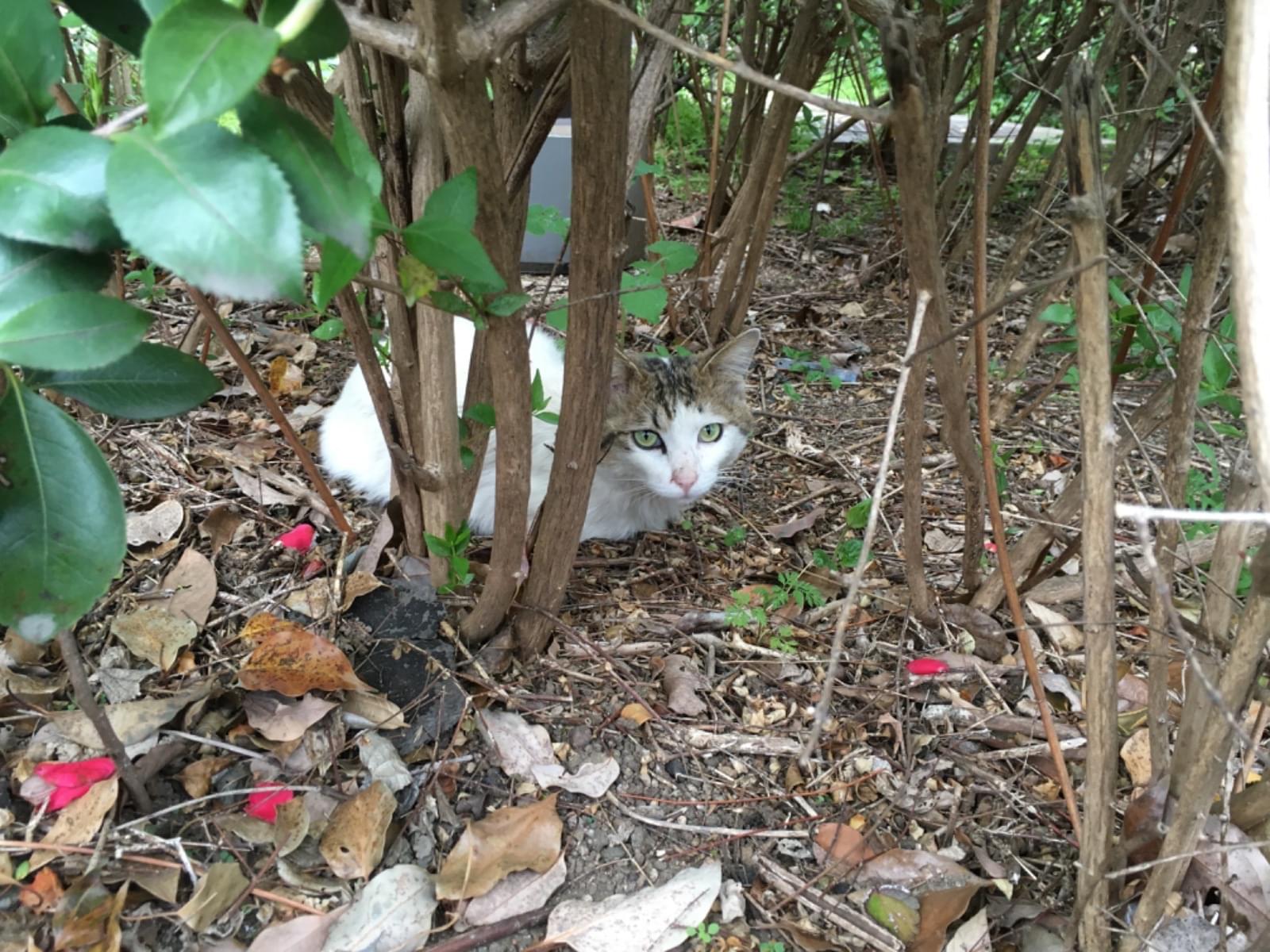 目撃された猫 目撃された猫