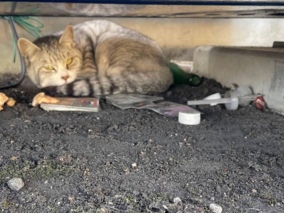 保護された猫 保護された猫