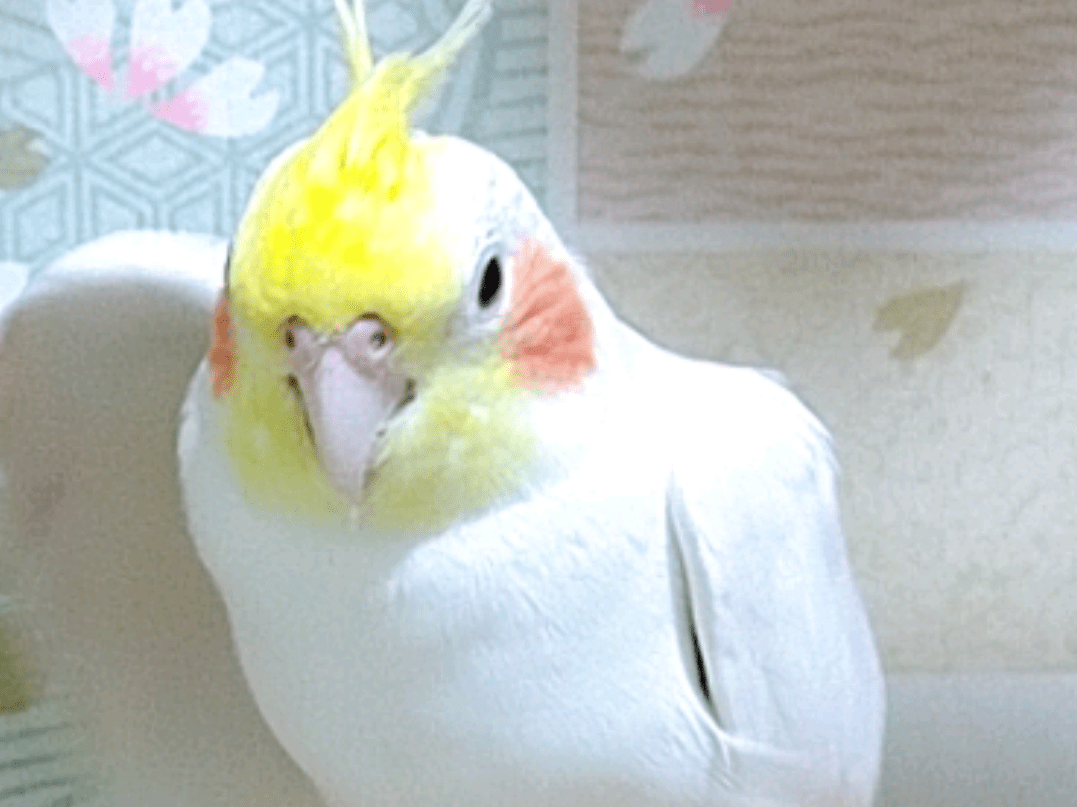 ピーちゃん ピーちゃん