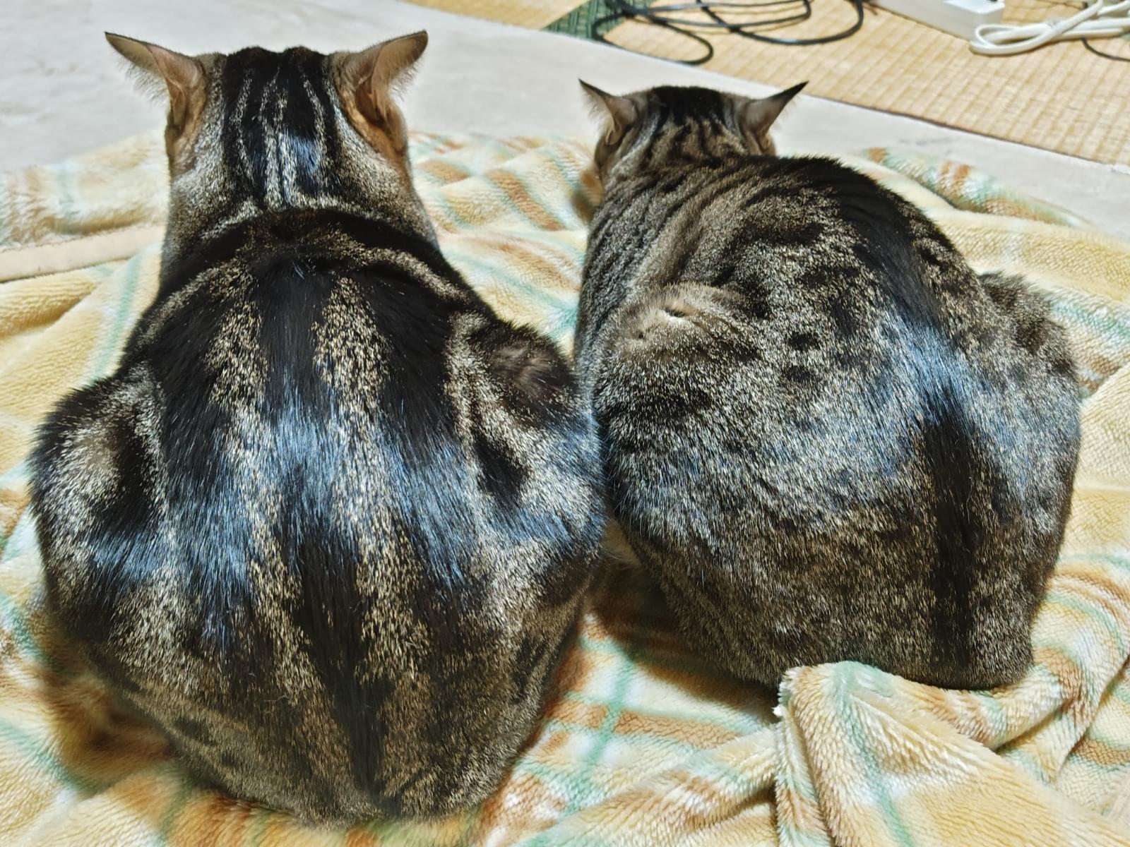 てん そらちゃん