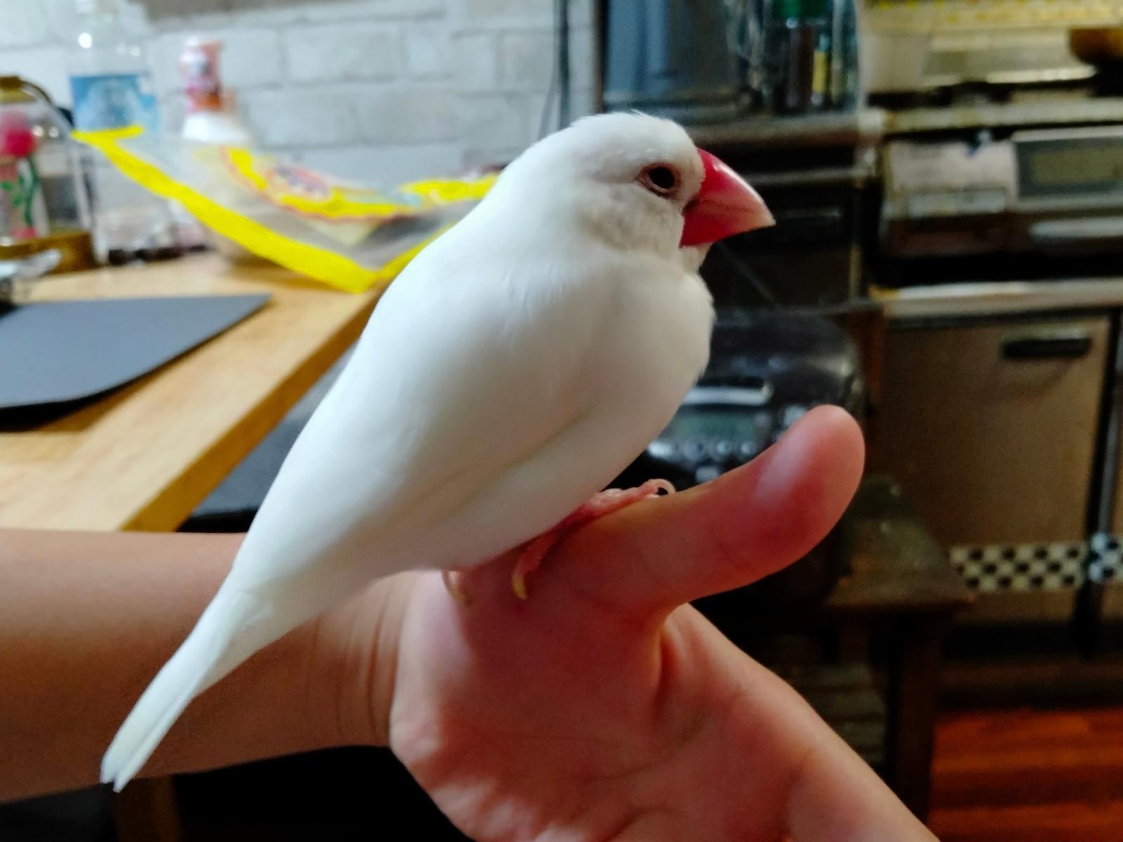 ハクちゃん ハクちゃん