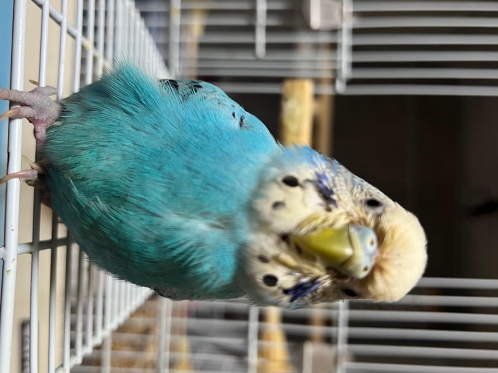さくらちゃん さくらちゃん