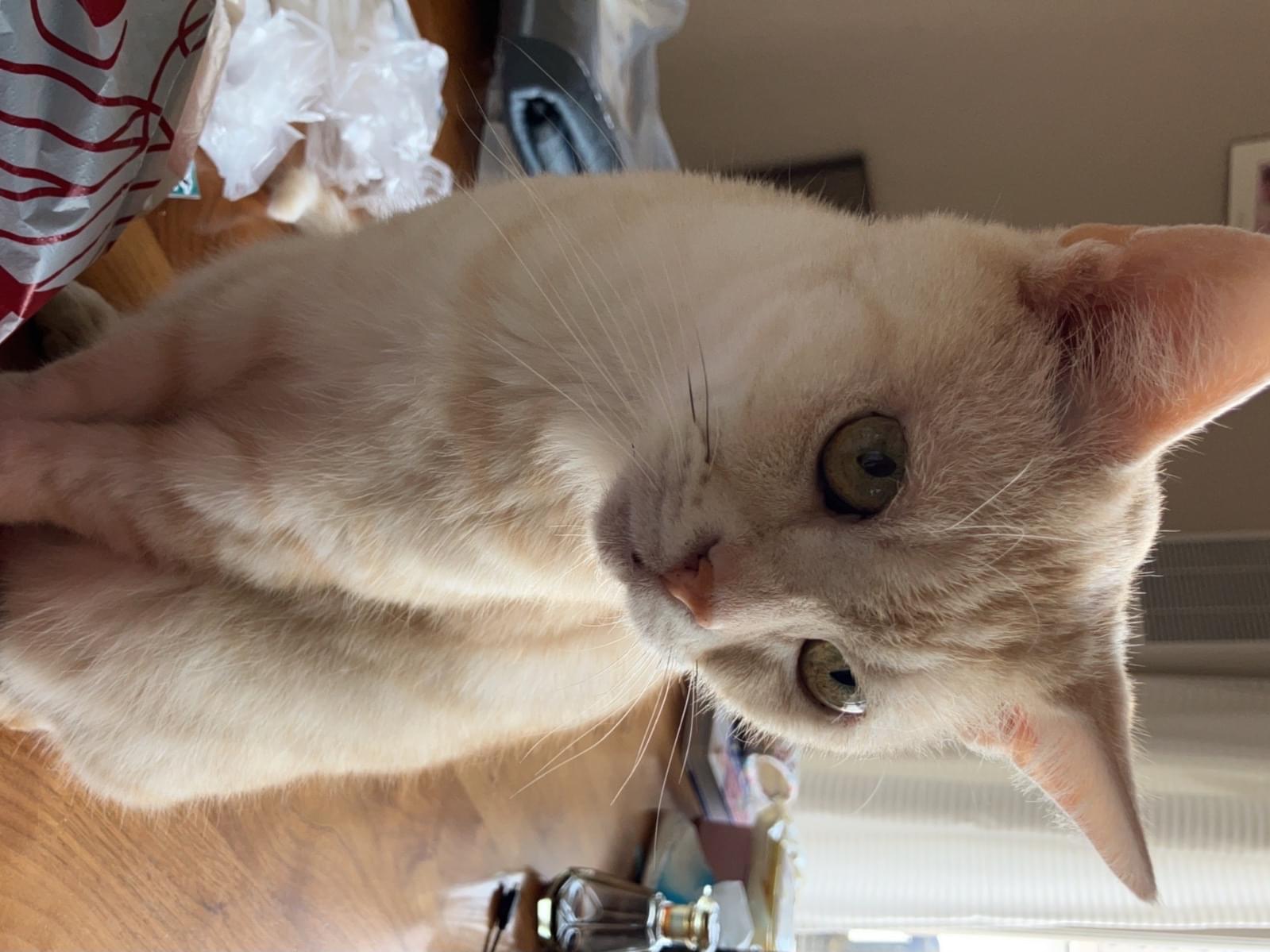 はるちゃん はるちゃん