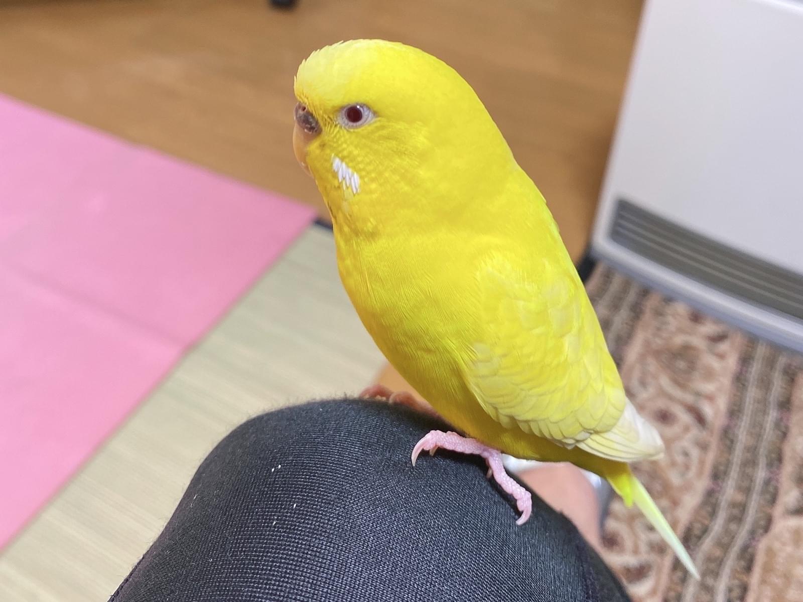 タチュちゃん タチュちゃん