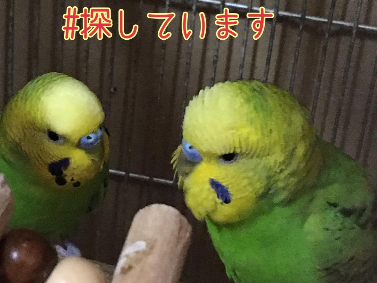 ルビーちゃん ルビーちゃん