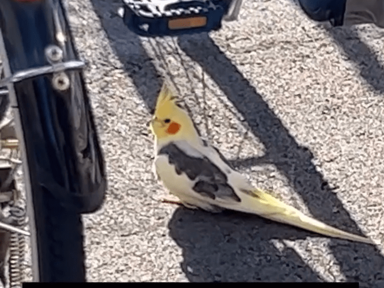 目撃された鳥 目撃された鳥