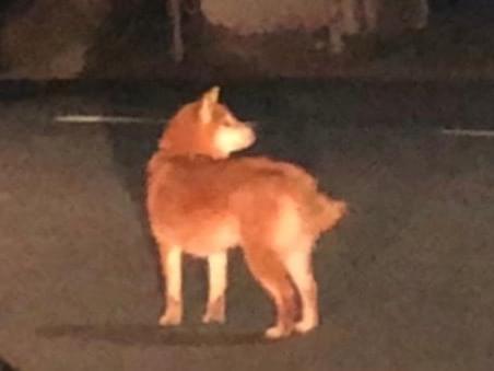 目撃された犬 目撃された犬