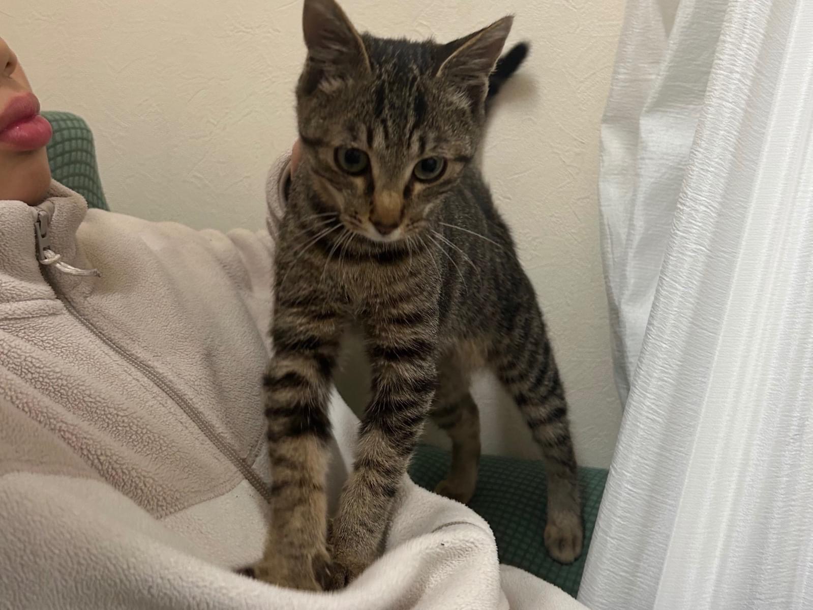 保護された猫 保護された猫