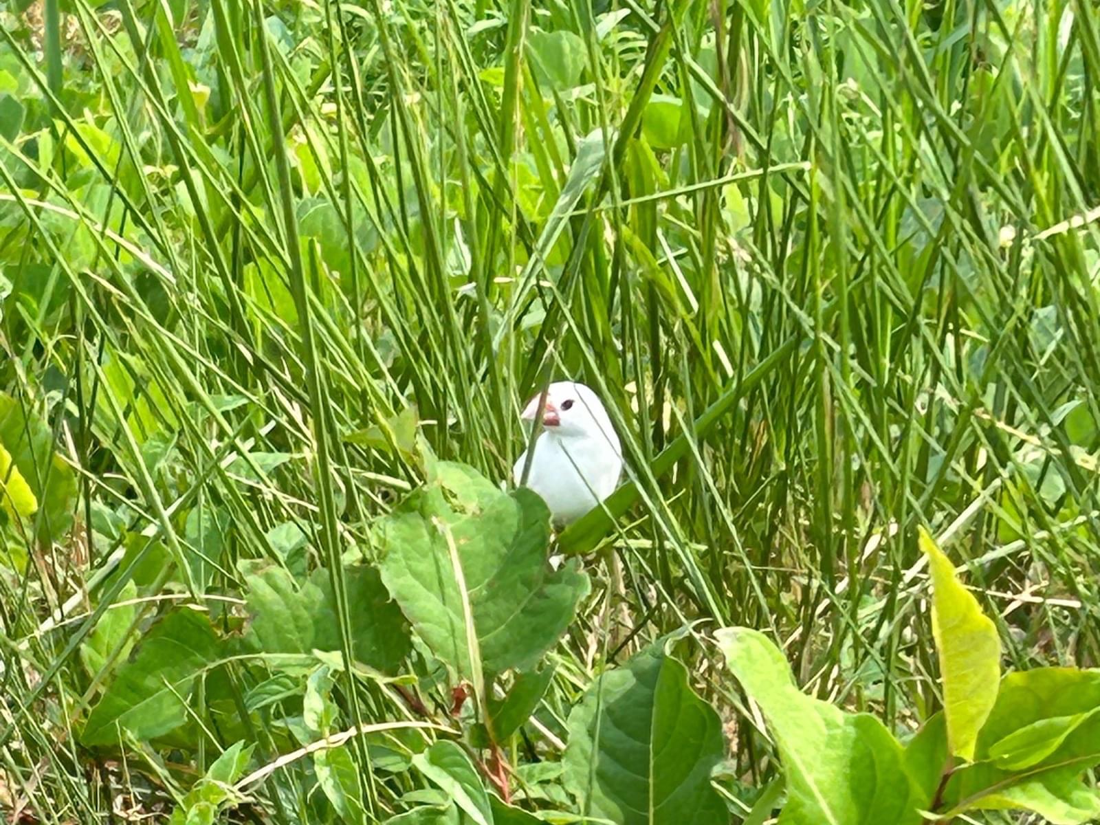 目撃された鳥 目撃された鳥