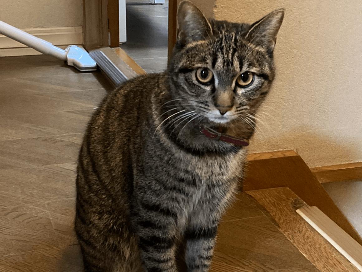 てんちゃん てんちゃん