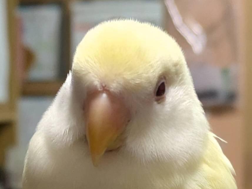 ゆずちゃん