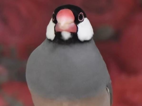 ぷんちゃん ぷんちゃん