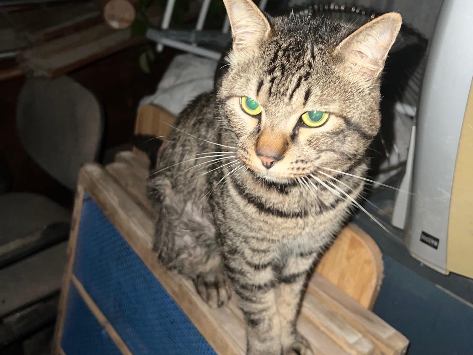 目撃された猫 目撃された猫